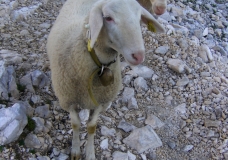 Sheeps posing in Alps