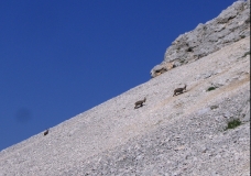 Chamois in the Alps