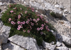 Rose flowers