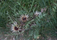 Carlina acaulis