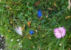 Flowers near Triglav lakes
