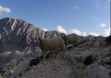 Sheeps in the Alps