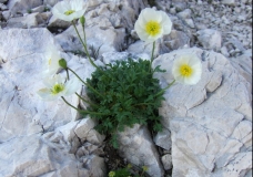 White flower