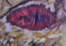 Cocoon