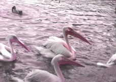 Pink Ducks