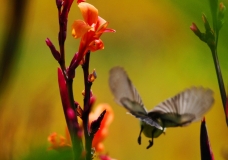 fly
