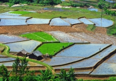 paddy field