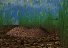 ant hill