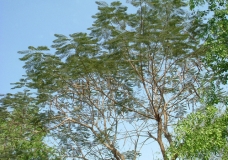 Nature of Bangladesh