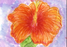 Hibiscus