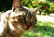 cat's eye
