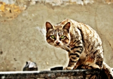 Wild Cat's Curiosity