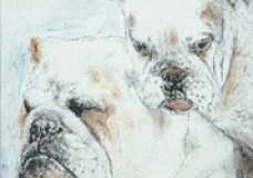 English Bulldogs