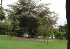A shadow of generous tree.