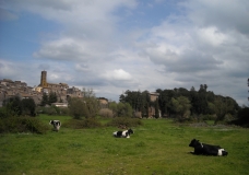 Sutri