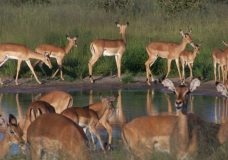 Impala