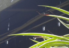 Raindrops