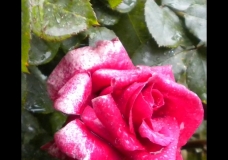 Rose by Rose