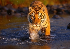 Royal Bengal Tiger