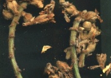 egyptia kharoob (ceratonia) flowers