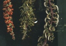 egyptia kharoob (ceratonia) flowers