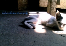 The Cat's Life