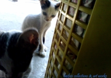 Cats are in the House