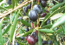 Ziotouna