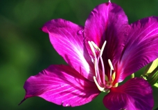Hope of Pink