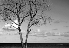Leafless Tree