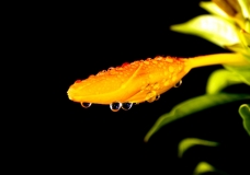 Dew Drops of Hope