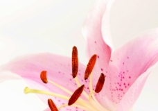 Lily of Hope