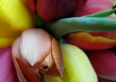 Tulipa