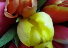 Tulipa