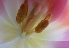 Tulipa