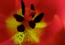 Tulipa