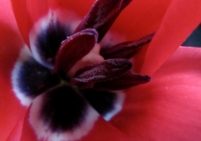 Tulipa