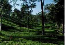 Beauty Bangladesh [Tea Garden]