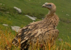 HIMALAYAN  GRIFFON
