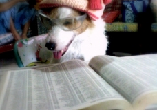 Our Dog named Pancho