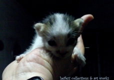 Baby Kitten