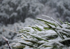 Snowing flakes