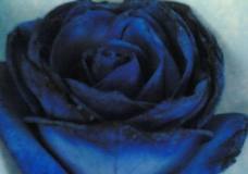 Blue rose!
