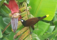 Oro Pendula 1