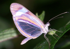 Fluorescent Butterfly