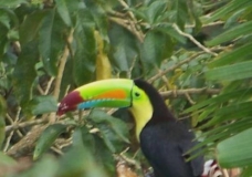 Fruit Loops Indeed