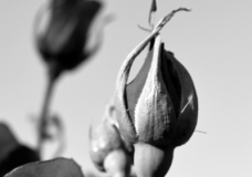 Rosebud