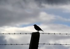 Bird on Barbed Wire