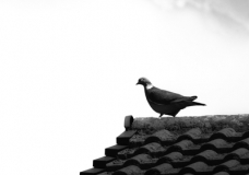 Pidgeon on Roof