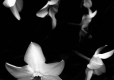Crocuses